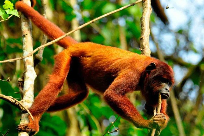2 Days 1 Night - Tambopata Jungle - Key Points