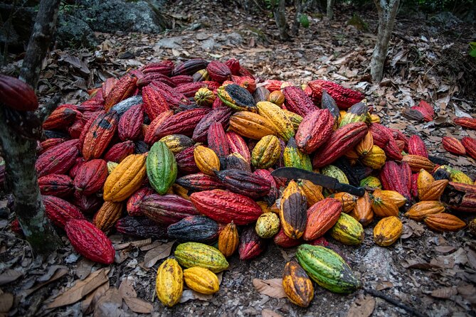 2 Days/1 Night Tour: Be Immersed in a Cocoa Farm in the Jungle of Cusco - Indulge in Delectable Meals