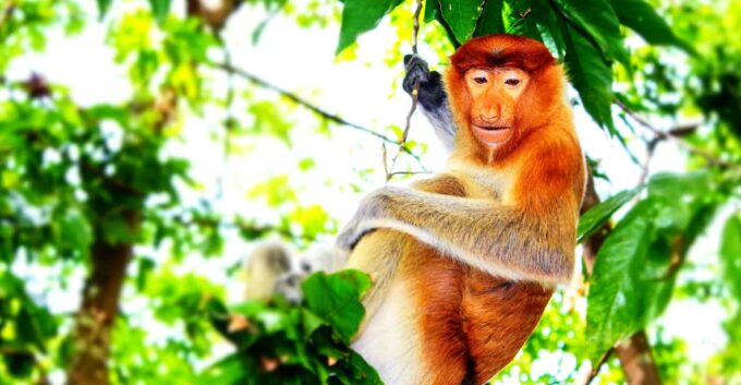 2 Days 1 Nights Ming Greenage Suite + Bongawan Shared Tour - Frequently Asked Questions