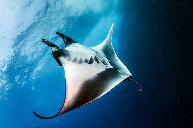 2 Days/1n Trip - Snorkeling With Manta Rays in Lembongan/Penida (All Included) - Included Activities