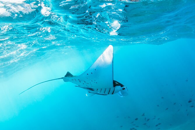 2 Days/1n Trip - Snorkeling With Manta Rays in Lembongan/Penida (All Included) - Transportation Details