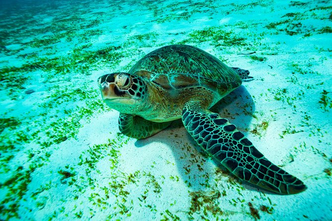 2 Days/1n Trip - Snorkeling With Manta Rays in Lembongan/Penida (All Included) - Health and Safety