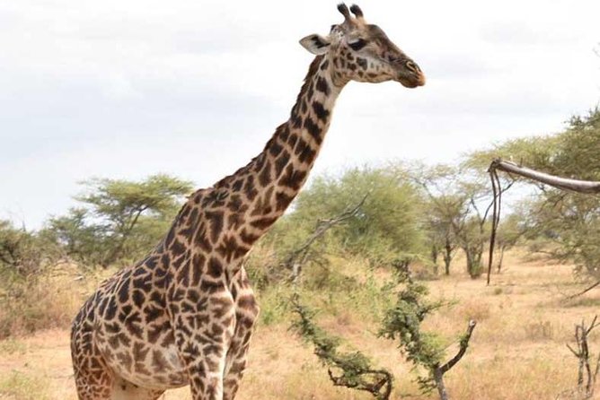 2 Days Africa Safari - Tour Overview