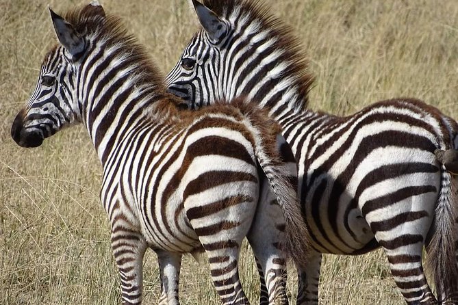 2 Days Africa Safari - Meeting and Pickup