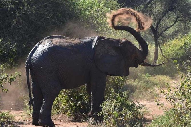 2 Days Africa Safari - Accessibility Features