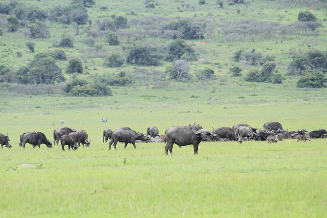 2 Days Akagera Wildlife Safari - Guides
