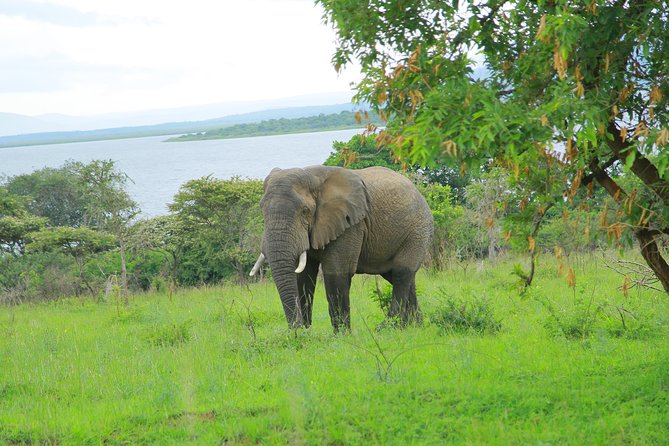2 Days Akagera Wildlife Safari - Cancellation Policy