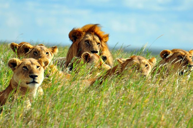 2 Days Amboseli National Park Safari - Wildlife Spotting Opportunities