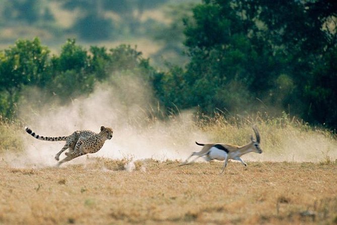 2 Days Amboseli National Park Safari - Inclusions and Amenities
