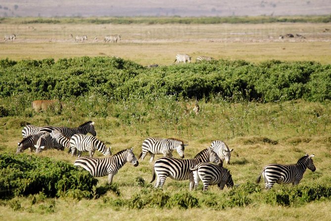 2 Days Amboseli National Park Safari - Meeting and Pickup Details
