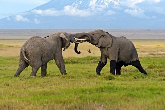 2 Days Amboseli National Park Safari- Guarantee Daily Departure - Inclusions