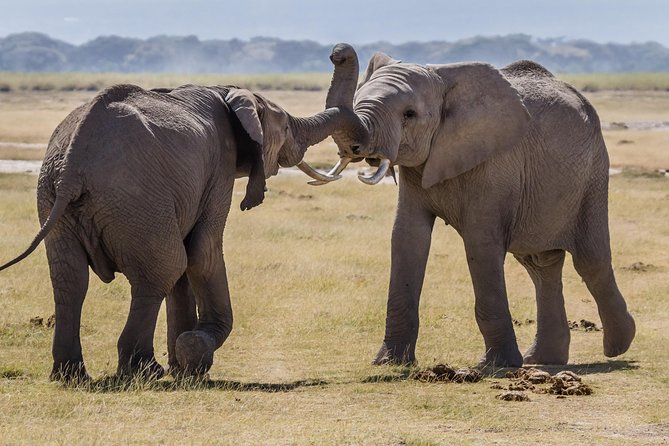 2 Days Amboseli National Park Safari- Guarantee Daily Departure - Additional Information