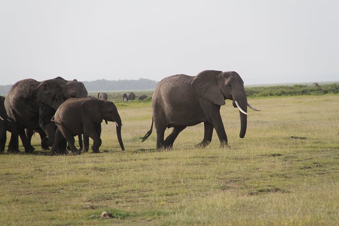 2 Days Amboseli National Park Safari- Guarantee Daily Departure - Pricing and Reviews