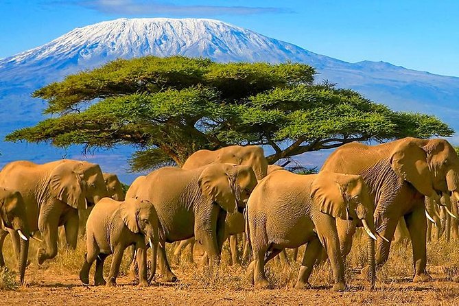 2 Days Amboseli National Park Safari- Guarantee Daily Departure - Exploring Amboseli National Park