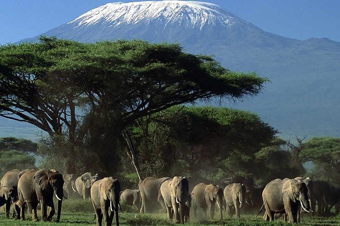 2 Days Amboseli National Park Safari- Guarantee Daily Departure - Daily Game Drives