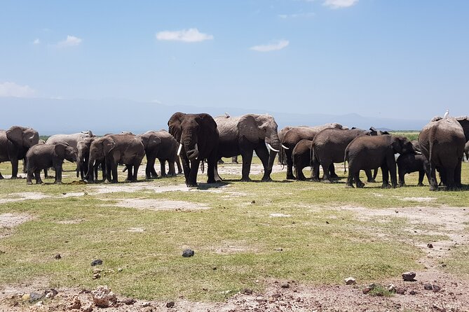 2 Days Amboseli Park Overnight Private Safari - Key Points