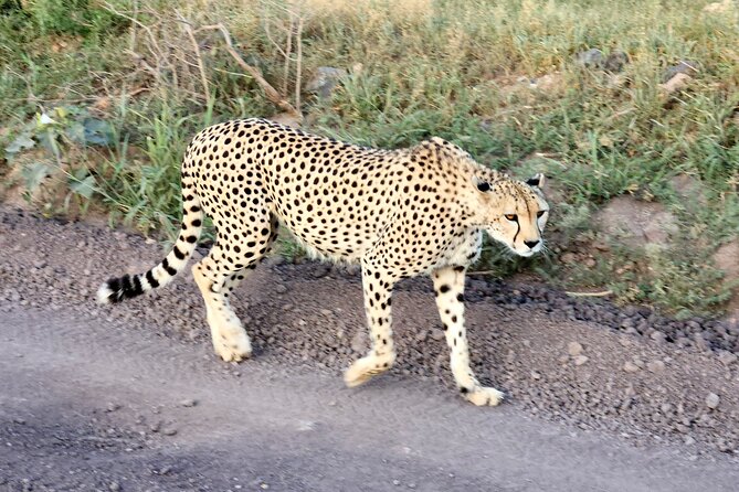 2 Days Amboseli Park Overnight Private Safari - Pickup Details