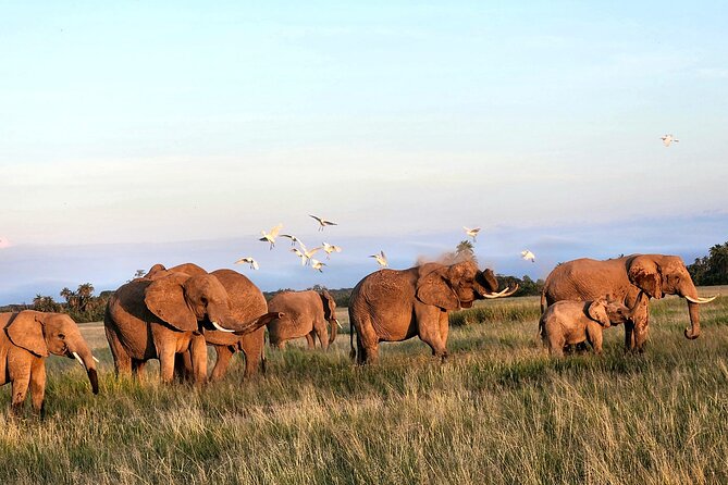 2 Days Amboseli Park Overnight Private Safari - Accessibility and Participation
