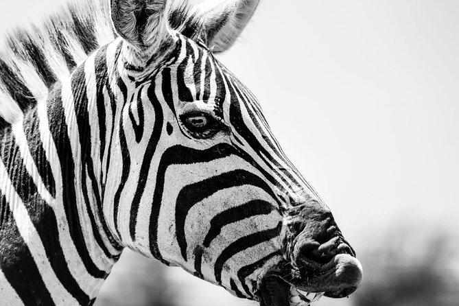 2 Days Amboseli Park Overnight Private Safari - Amboseli National Park