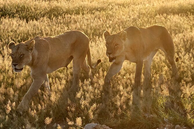 2 Days Amboseli Park Overnight Private Safari - Cancellation Policy