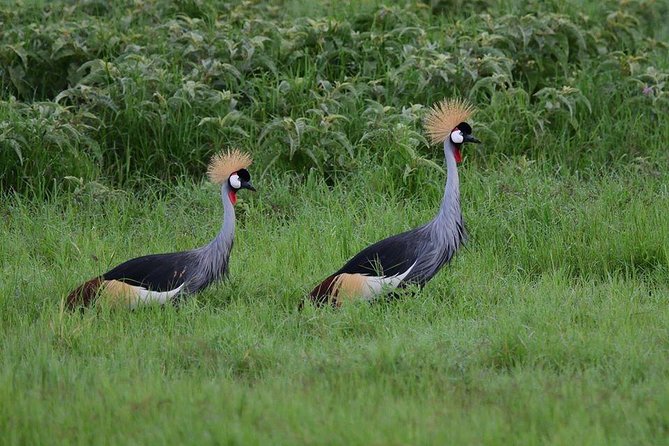 2 Days Amboseli Private Safari - Pickup Information