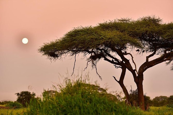 2 Days Amboseli Private Safari - Accessibility and Participation