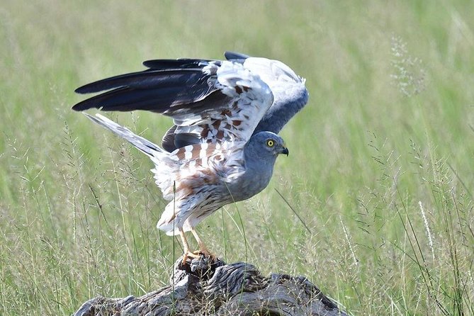 2 Days Amboseli Private Safari - Highlights of Amboseli