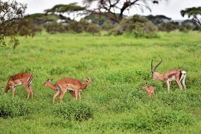 2 Days Amboseli Private Safari - Wildlife Viewing