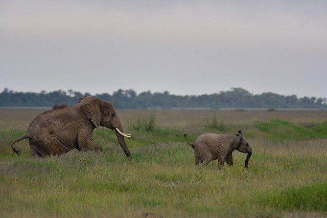 2 Days Amboseli Private Safari - Reviews and Pricing