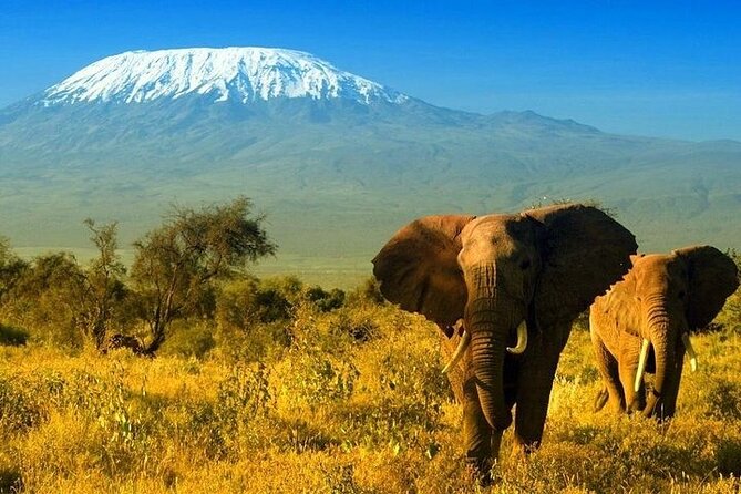 2 Days and 1 Night Amboseli Safari From Nairobi - Accommodation Options