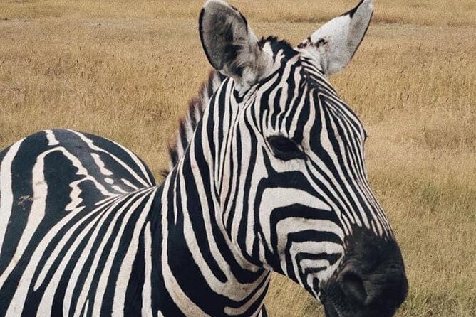 2 Days and 1 Night Mikumi Safari Private Tour - Meeting and Pickup