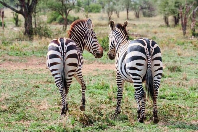 2 Days and 1 Night Mikumi Safari Private Tour - Pricing and Guarantee