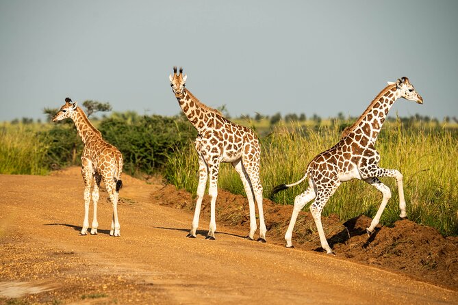 2 Days Budget Safari to Murchison Falls National Park - Key Points