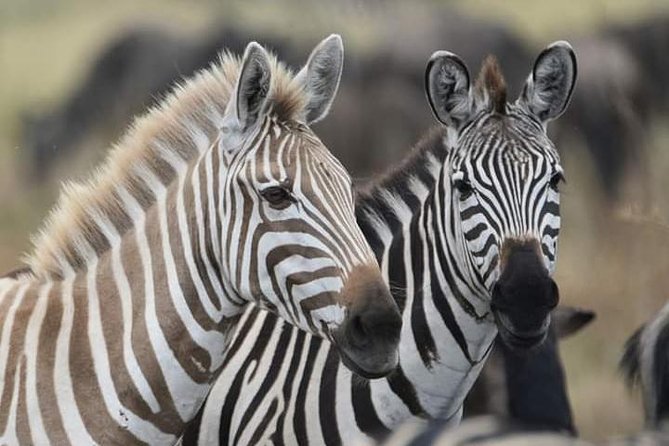 2 Days Camping Safari, Lake Manyara & Ngorongoro Crater - Itinerary