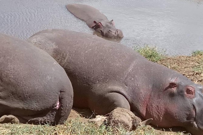 2 Days Camping Safari, Lake Manyara & Ngorongoro Crater - Meeting and Pickup