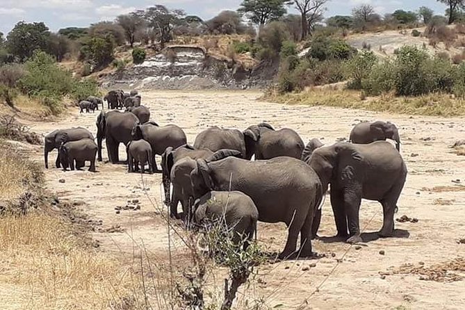 2 Days Camping Safari, Lake Manyara & Ngorongoro Crater - Experience Details