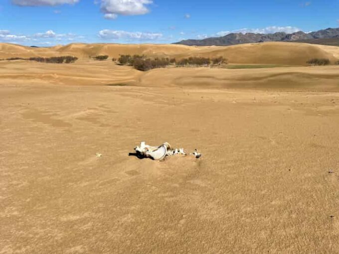 2 Days Central Travelling Mongolia - Khustain Nuruu National Park