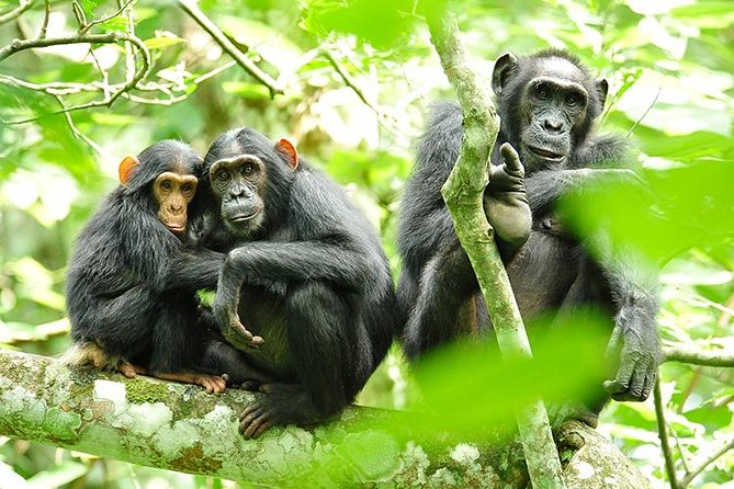 2 Days Chimpanzees Trekking Tour and Canopy Walk Adventure - Key Points