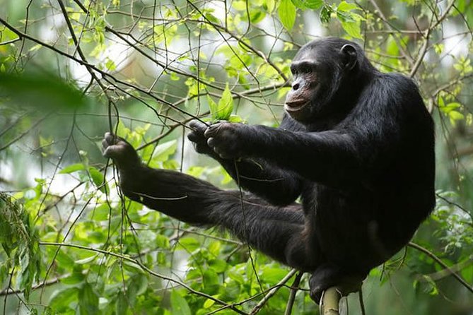 2 Days Chimpanzees Trekking Tour and Canopy Walk Adventure - Accommodation and Meals