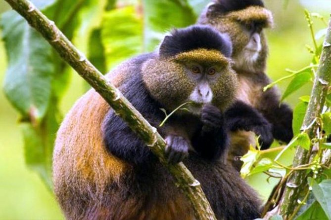 2 Days Chimpanzees Trekking Tour and Canopy Walk Adventure - Permit and Exclusions