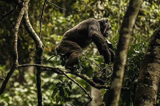 2 Days Chimpanzees Trekking Tour and Canopy Walk Adventure - Pickup and Operating Hours