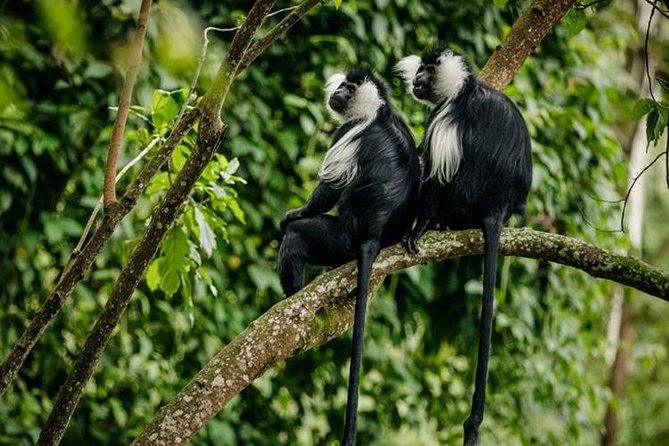 2 Days Chimpanzees Trekking Tour and Canopy Walk Adventure - Reviews and Cancellation Policy