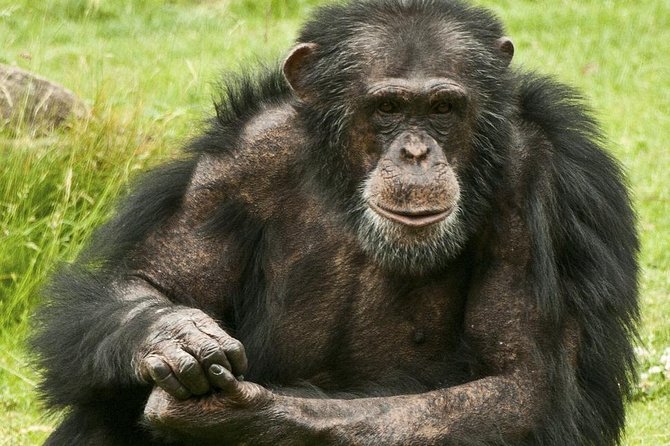 2 Days Chimpazee Safari in Kibale Forest Park Uganda. - Tour Overview