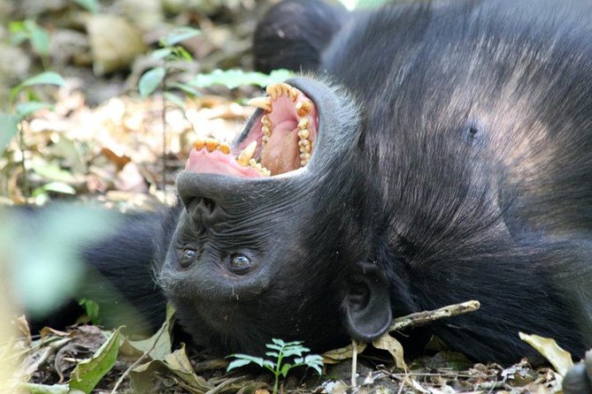2 Days Chimpazee Safari in Kibale Forest Park Uganda. - Guided Experience