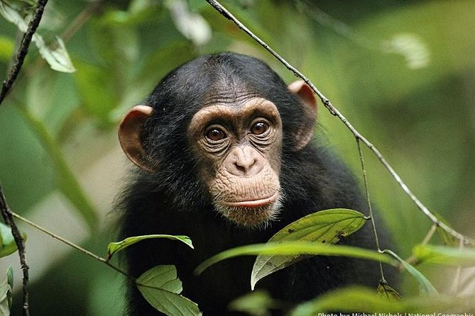2 Days Chimpazee Safari in Kibale Forest Park Uganda. - Participant Information