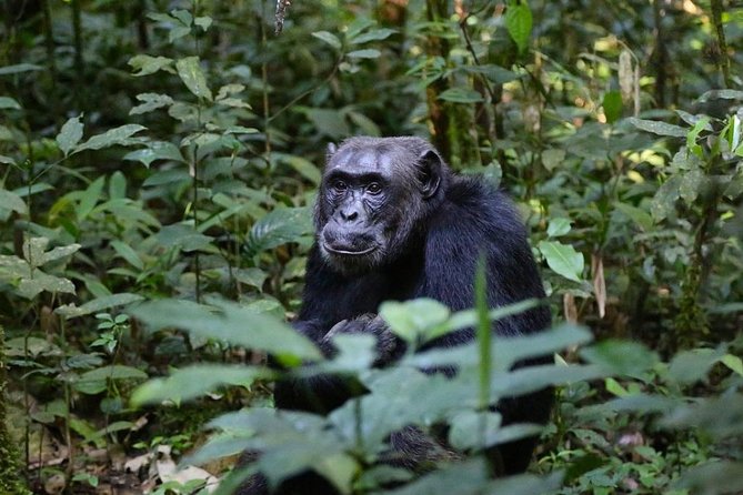2 Days Chimpazee Safari in Kibale Forest Park Uganda. - Booking Details