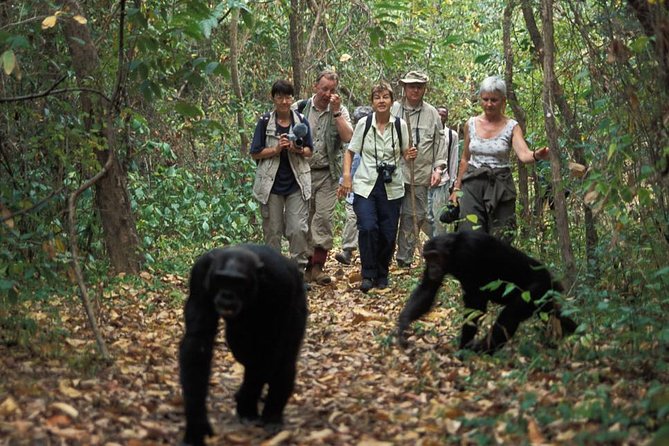 2 Days Chimpazee Safari in Kibale Forest Park Uganda. - Maximizing Chimpanzee Sightings