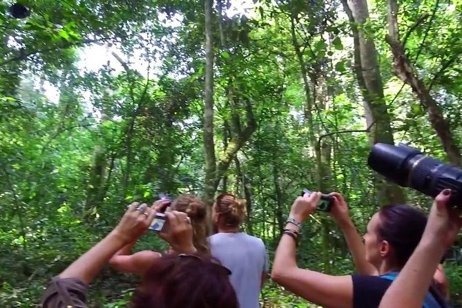 2 Days Chimpazee Safari in Kibale Forest Park Uganda. - Rainforest Highlights