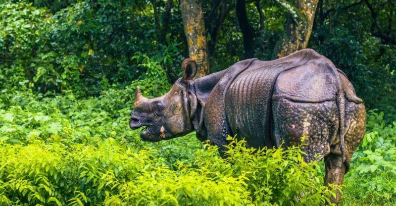 2 Days Chitwan Safari Tour - Itinerary Details