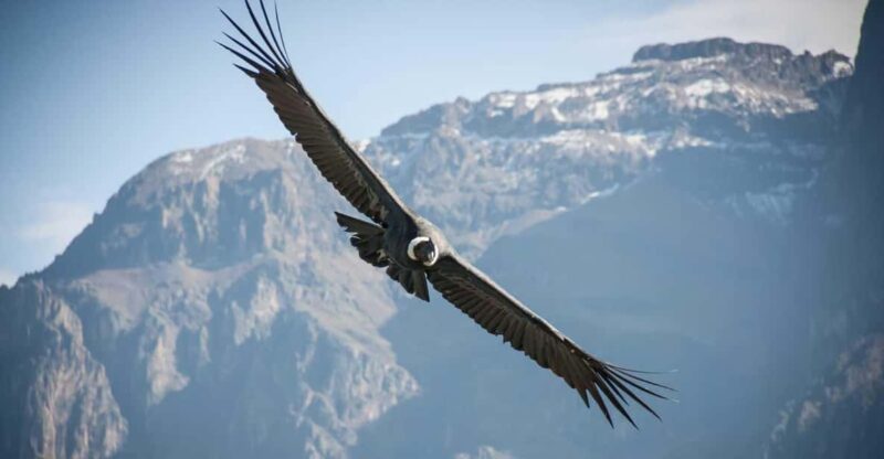 2 Days - Colca Canyon and Condor Tour From Arequipa - Inclusions